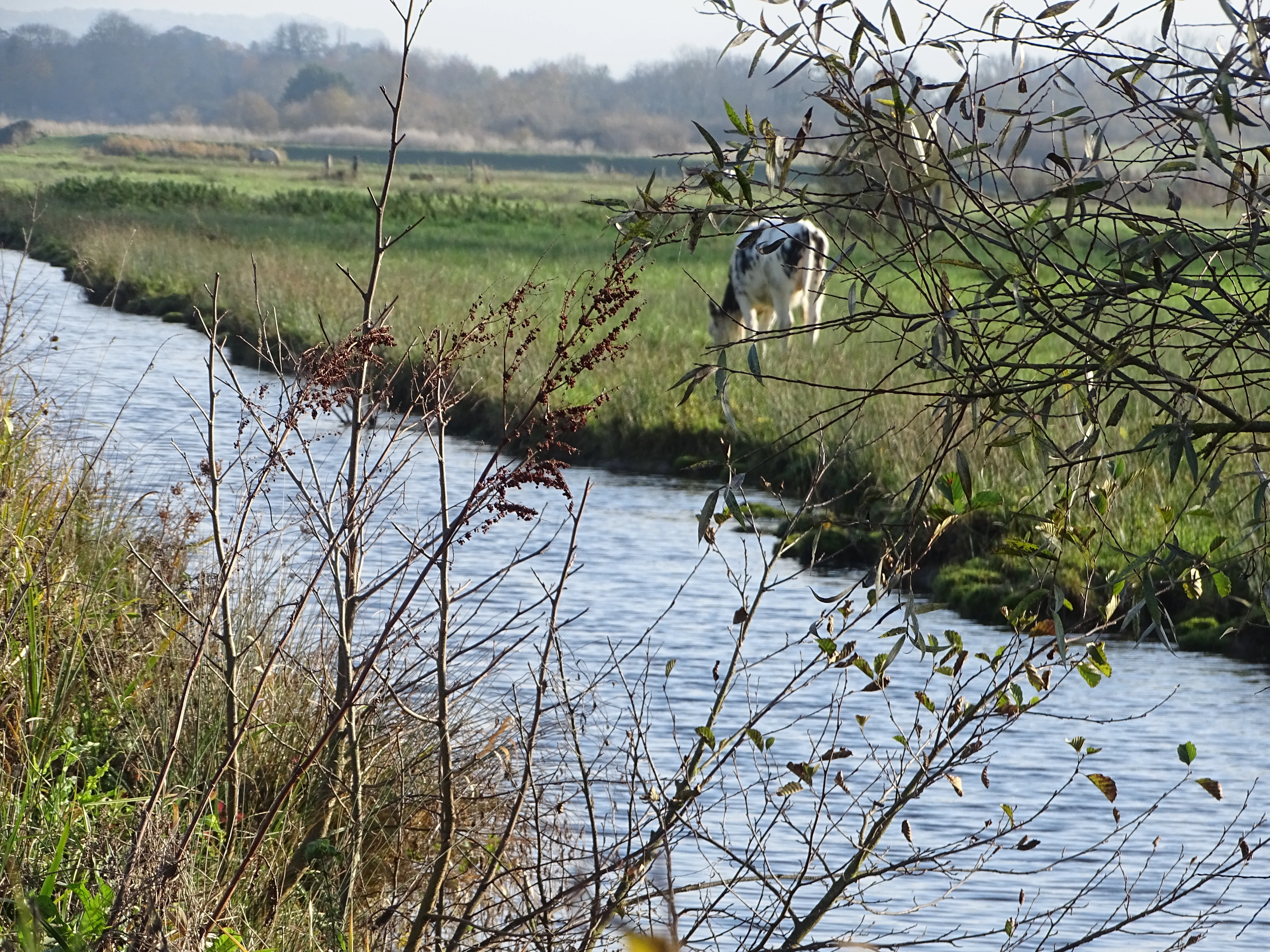 Vaches dans les marais