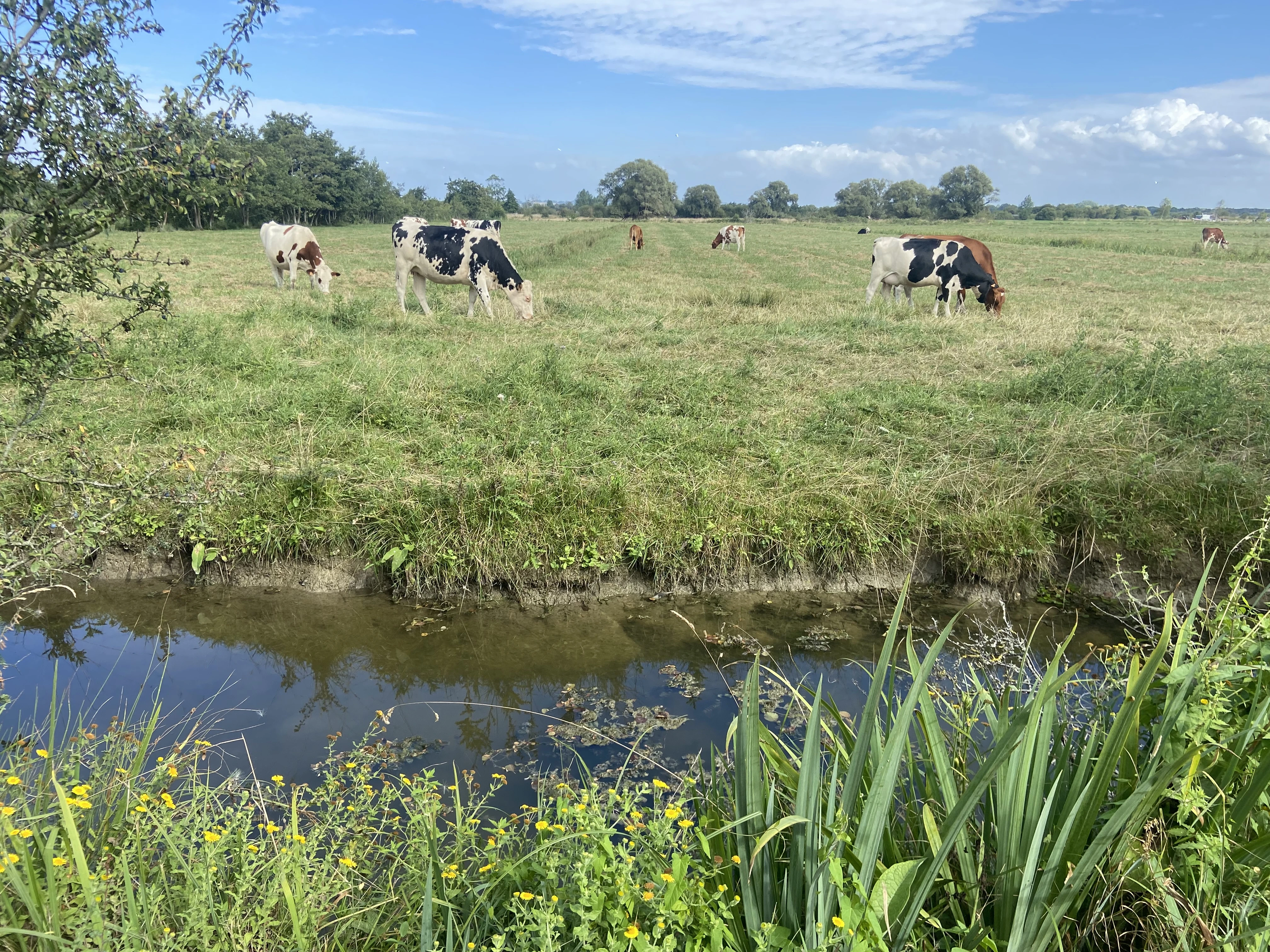 Vaches dans les marais